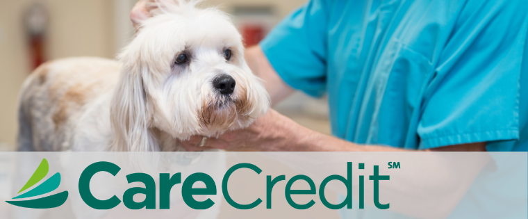 carecredit for dogs